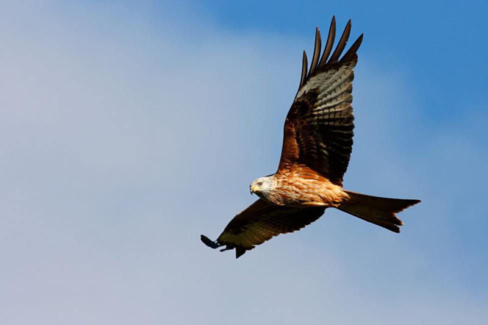 Vuelo a baja altura